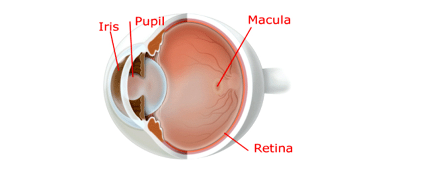 Macular-degeneration